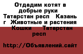 Отдадим котят в добрые руки - Татарстан респ., Казань г. Животные и растения » Кошки   . Татарстан респ.